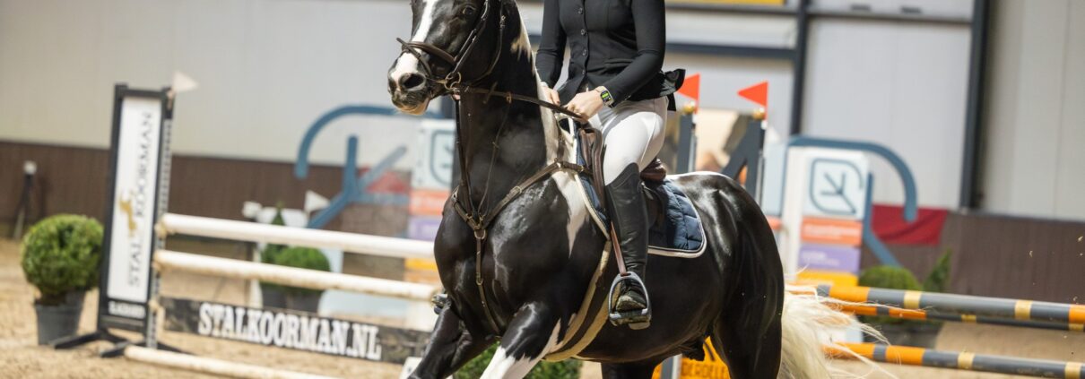 Homozygous Tobiano stallion